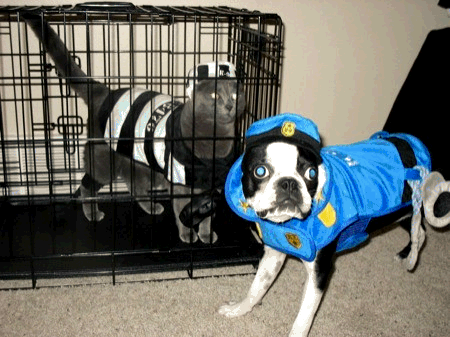 Why Dogs Hate Halloween