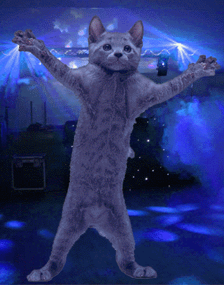 This Cat Loves to Dance