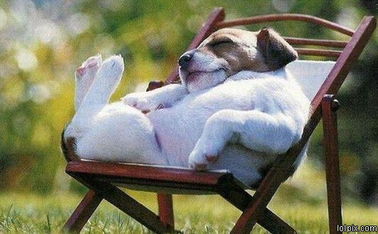 A Very Relaxed Dog