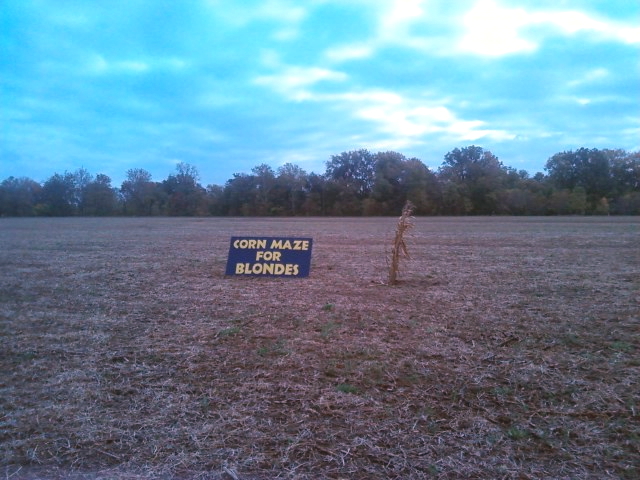 Corn maze For Blondes