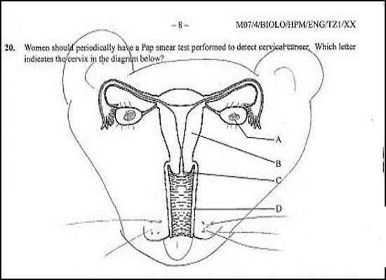 Funny Test Answers