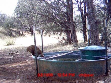 Watering Hole