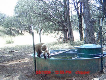 Watering Hole