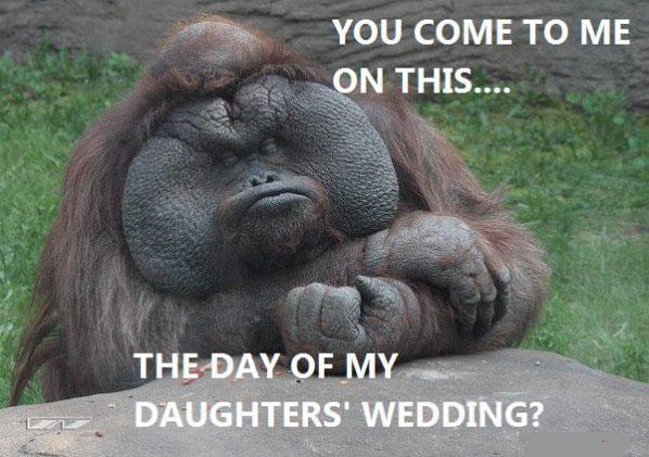 Not even an Ape is happy on his daughters wedding day 