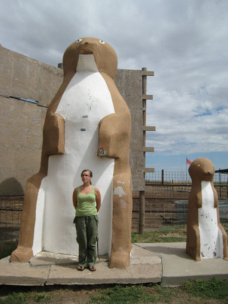 Largest Prairie Dog 