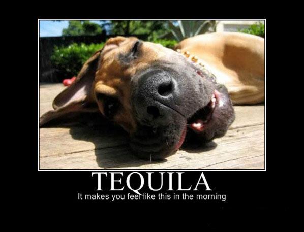 Why I don't drink tequila anymore... I too feel like this in the morning.