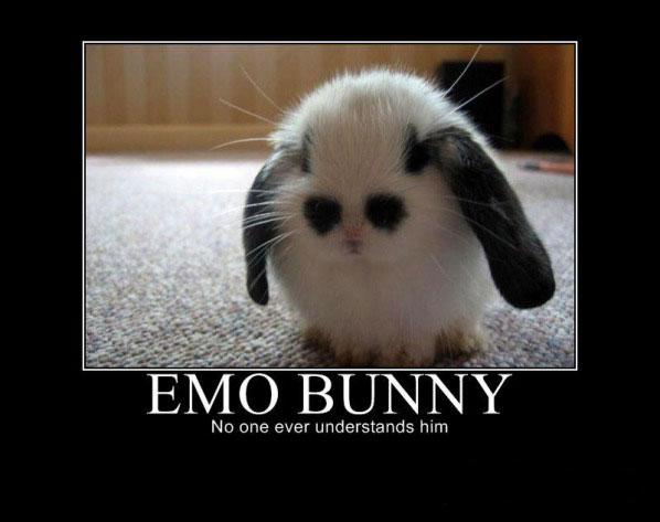 Dont' be sad, looks how pathetic this bunny looks