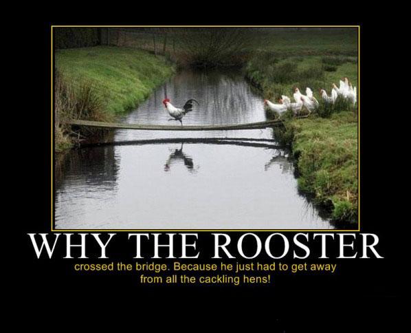 Why did the rooster cross the bridge? We all can see why!