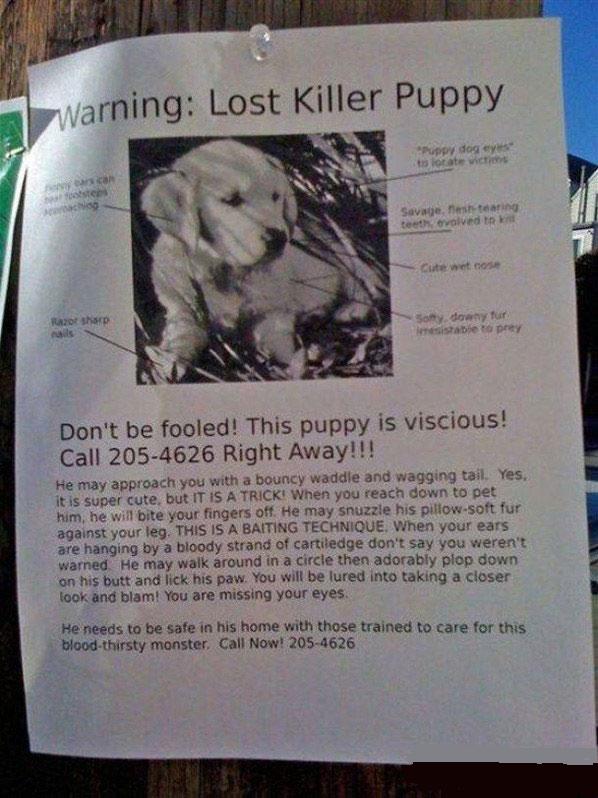 Beware of a lost killer puppy who seems cute and cuddly!