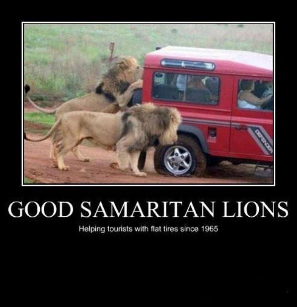 Never say you can't trust a lion, they'll help you out when you're stuck in the middle of Africa.
