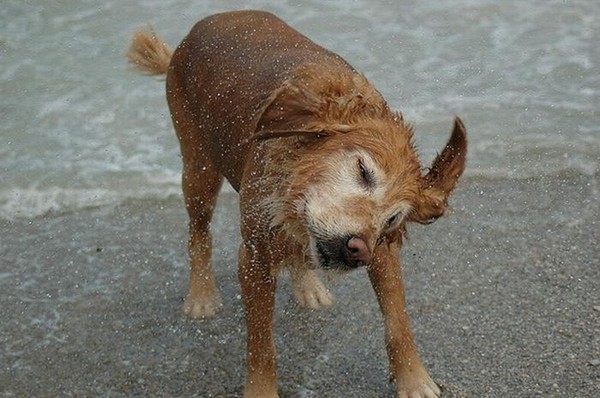 Dogs Shaking Off Water