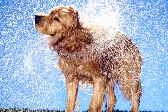 Dogs Shaking Off Water