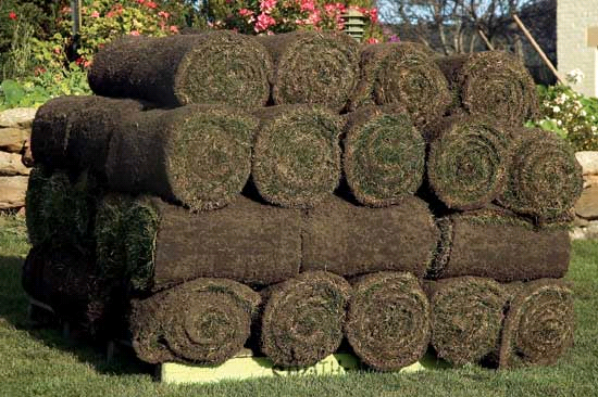Two Cajuns were waiting at the bus stop when a truck went past loaded up with rolls of turf. 
Boudreaux said, Im gonna do dat when I win da lottery. 
What's dat? asks Thibodeaux. 
Send da lawn off to be  mowed."         
