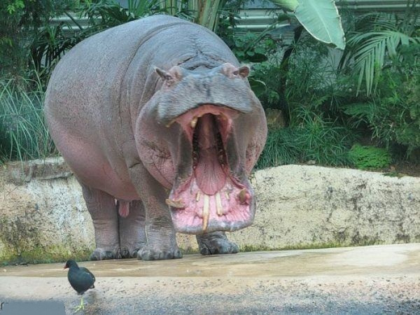 Hungry Hungry Hippo