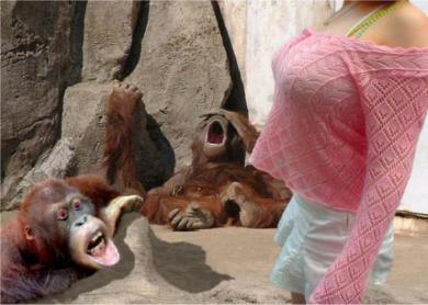 Monkey Loves Ladies Bablons