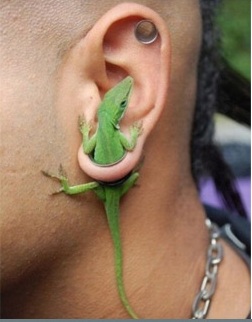 New way to keep bug from your ears