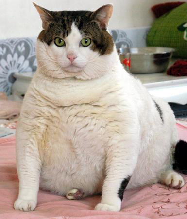 this is a really fat cat