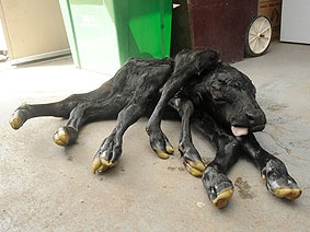 A calf born in Colorado had 7 legs and 2 spines. Sadly only lived for 10 min. 
