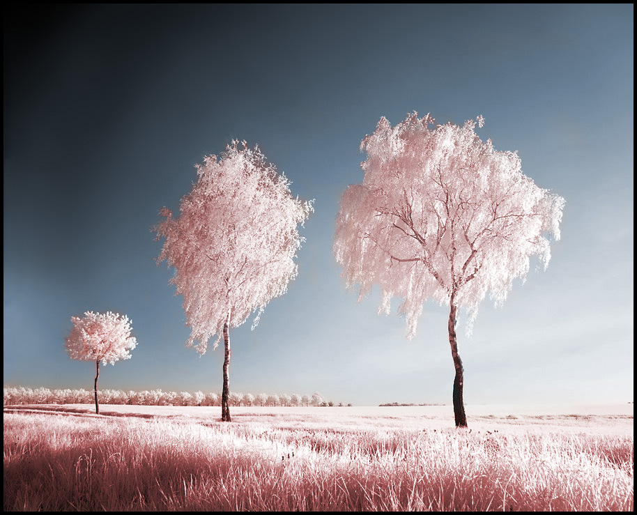 Infrared Tree Photos