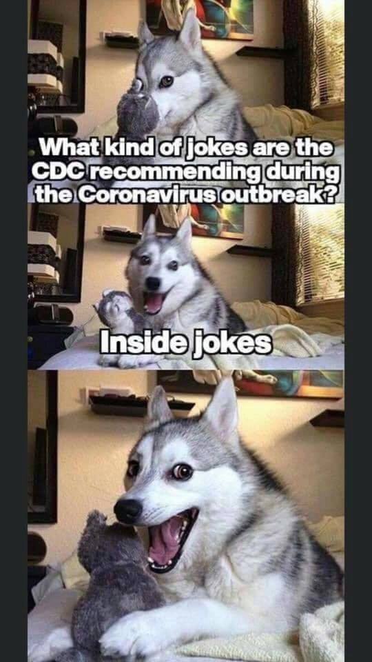 pun husky meme - What kind of jokes are the Cdc recommending during the Coronavirus outbreak? Inside jokes