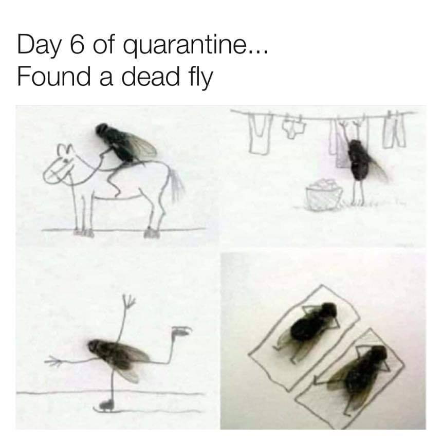 im bored and find a dead fly - Day 6 of quarantine... Found a dead fly