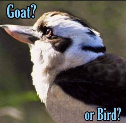 bird or goat - Goat? or Bird?