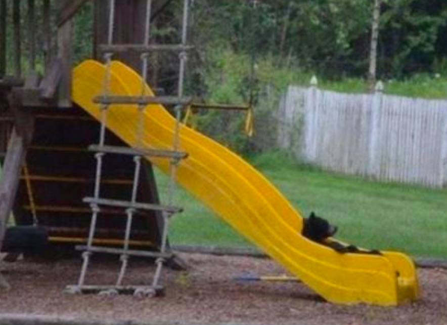 bear on slide