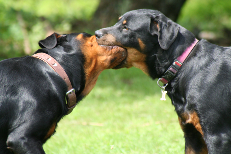 Rottweillers fall in love !