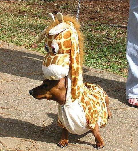 Dog With Costumes
