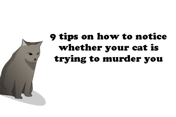 9 Tips On How To Notice That Your Cat Is Planning To Kill You