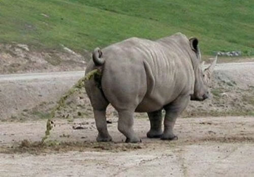 This rhino looks like he has some poop problems.