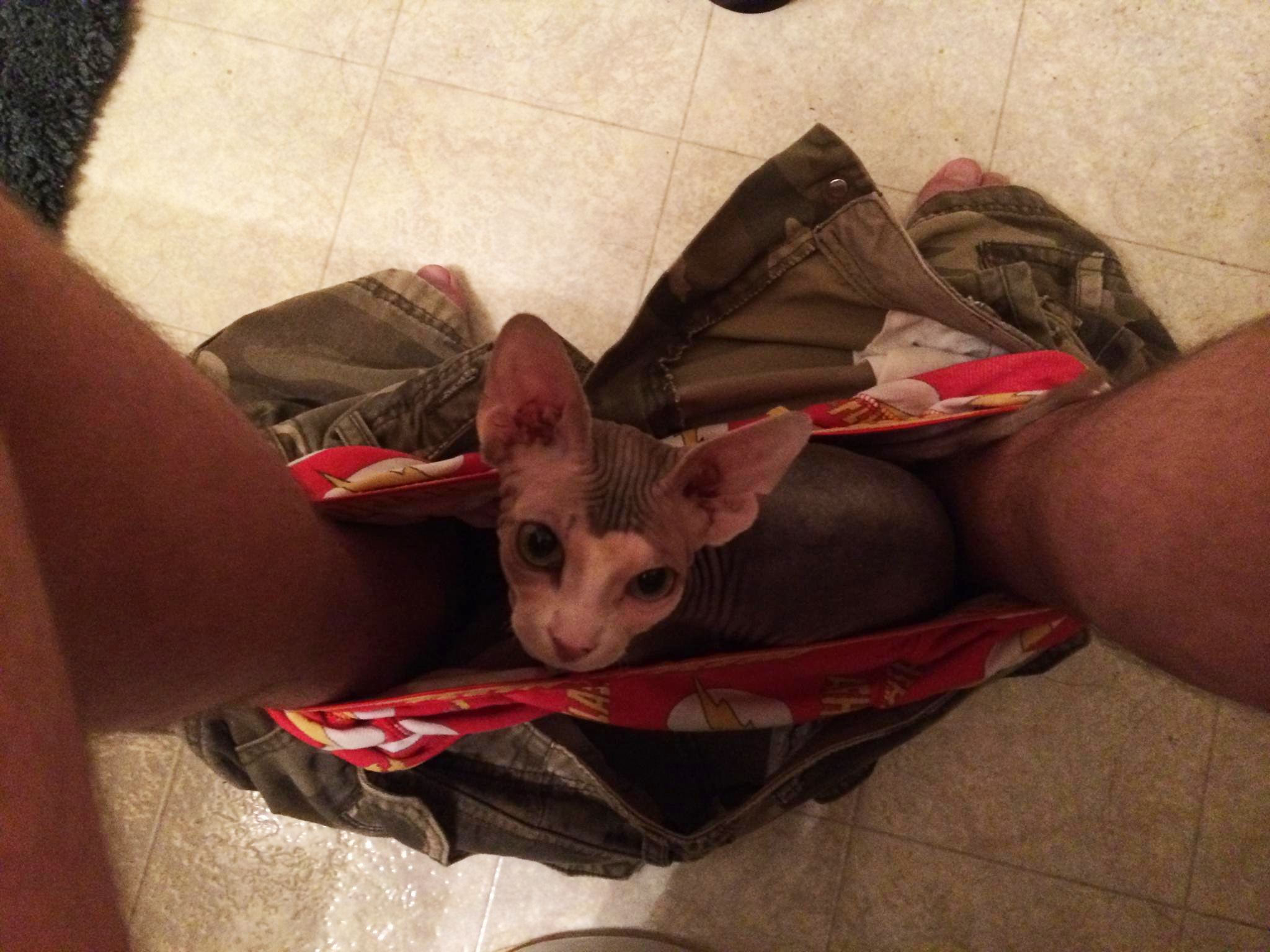 Hairless Cat in Pants
