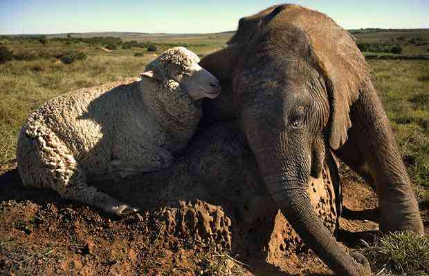Eight-month-old orphan elephant Themba, whose name means hope in Xhosa, who has struck up a friendship with a sheep called Albert at the Shamwari Game Reserve in South Africa