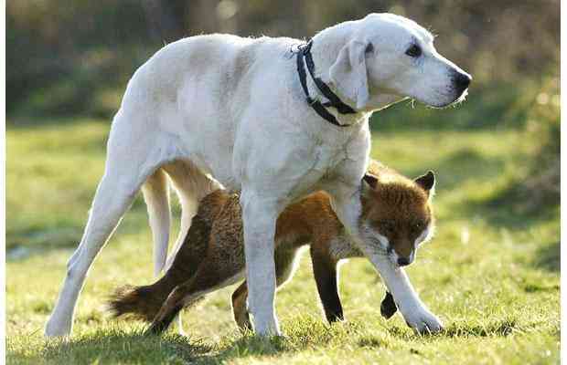 Bella the foxhound and Maggie the fox have become firm friends at an animal sanctuary in Essex