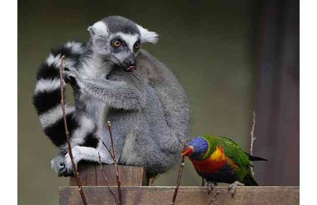 A lewd lemur sticks his tongue out at a parrot in Hamburg, Germany