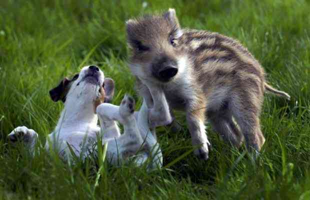 A five-week-old boar, named Manni, plays with a Jack Russell terrier called Candy in Ehringhausen, Germany
