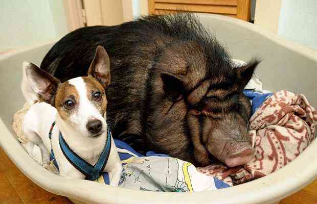 Paloma the pot-bellied pig lives together with owner Mico and her Jack Russell Terrier Dog Flippo