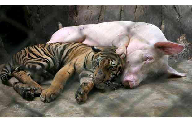 A tiger cub and a pig snooze together, at the Sriracha Tiger Zoo, in Thailand