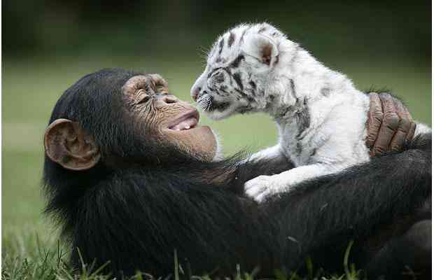 Anjana, a two-and-a-half year-old chimpanzee, looks after his new best friend, a 21 day old white tiger cub, at T.I.G.E.R.S (The Institute of Greatly Endangered and Rare Species), in Myrtle Beach, South Carolina