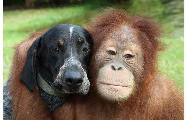 Suryia the Orangutan and Roscoe the Blue Tick Hound are best of friends at the T.I.G.E.R.S sanctuary in Myrtle Beach, South Carolina.