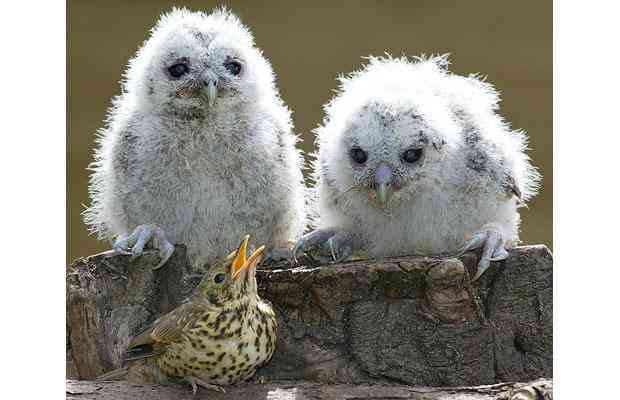 Usually prey for these tawny owl chicks, this thrush has been accepted as their pal