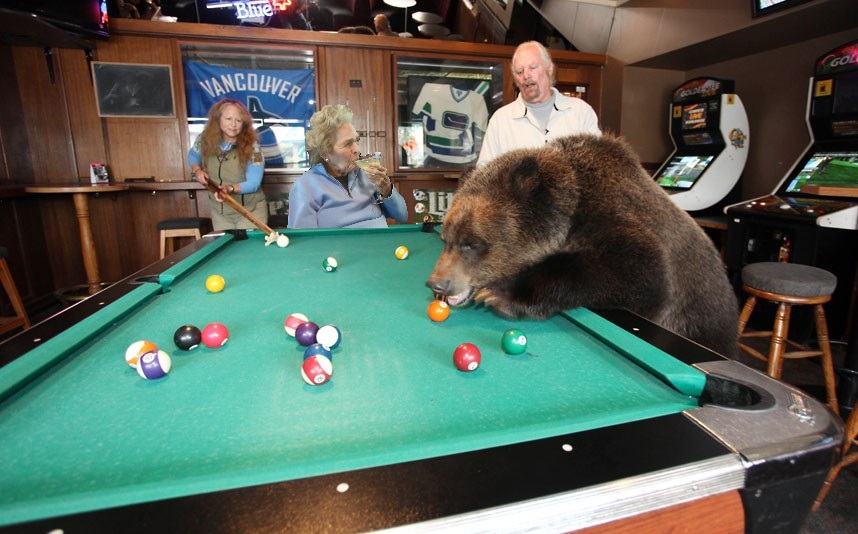 bear playing pool - Blue Vancouver