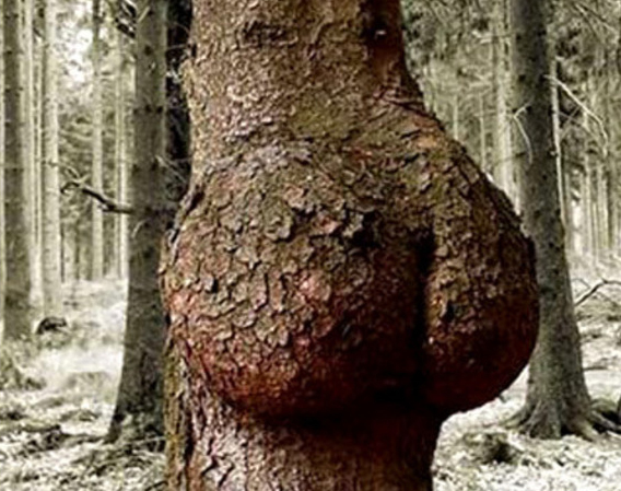tree with a butt
