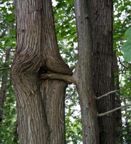 sex trees