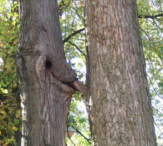 5 minutes into photosynthesis and chill