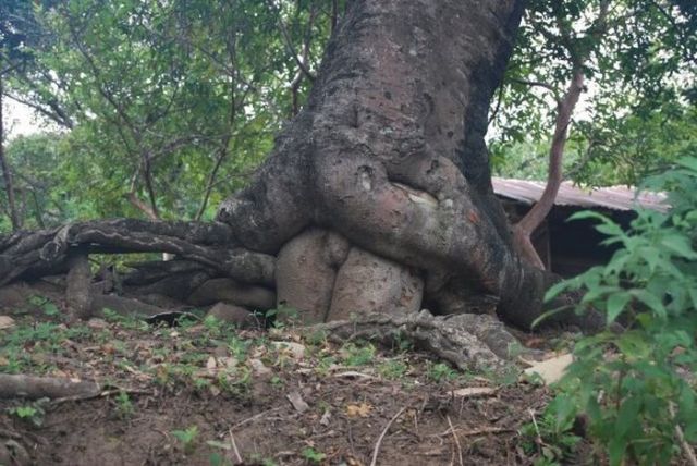 tree sex