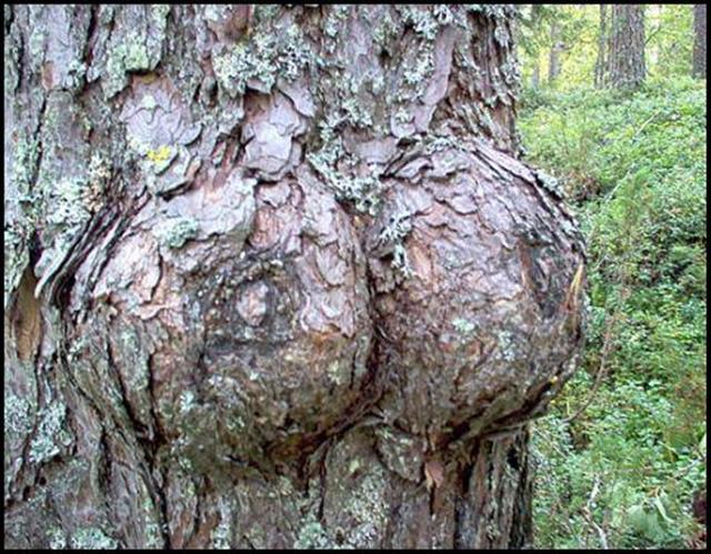 tree boobs