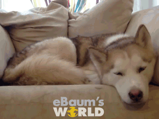 husky snuggles - eBaum's Wrld