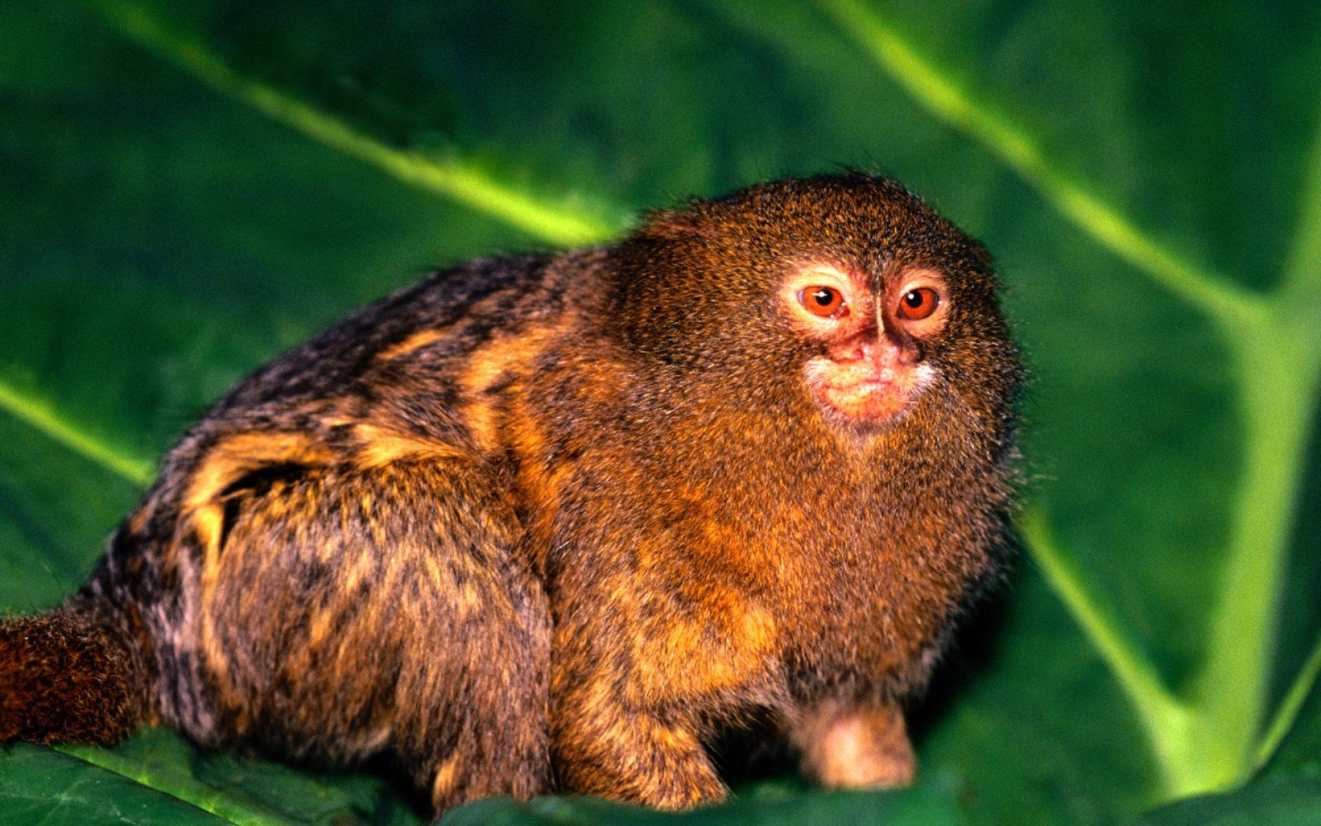 The average size of their territory is between 25 and 100 acres, and they will defend their territory against other marmosets.