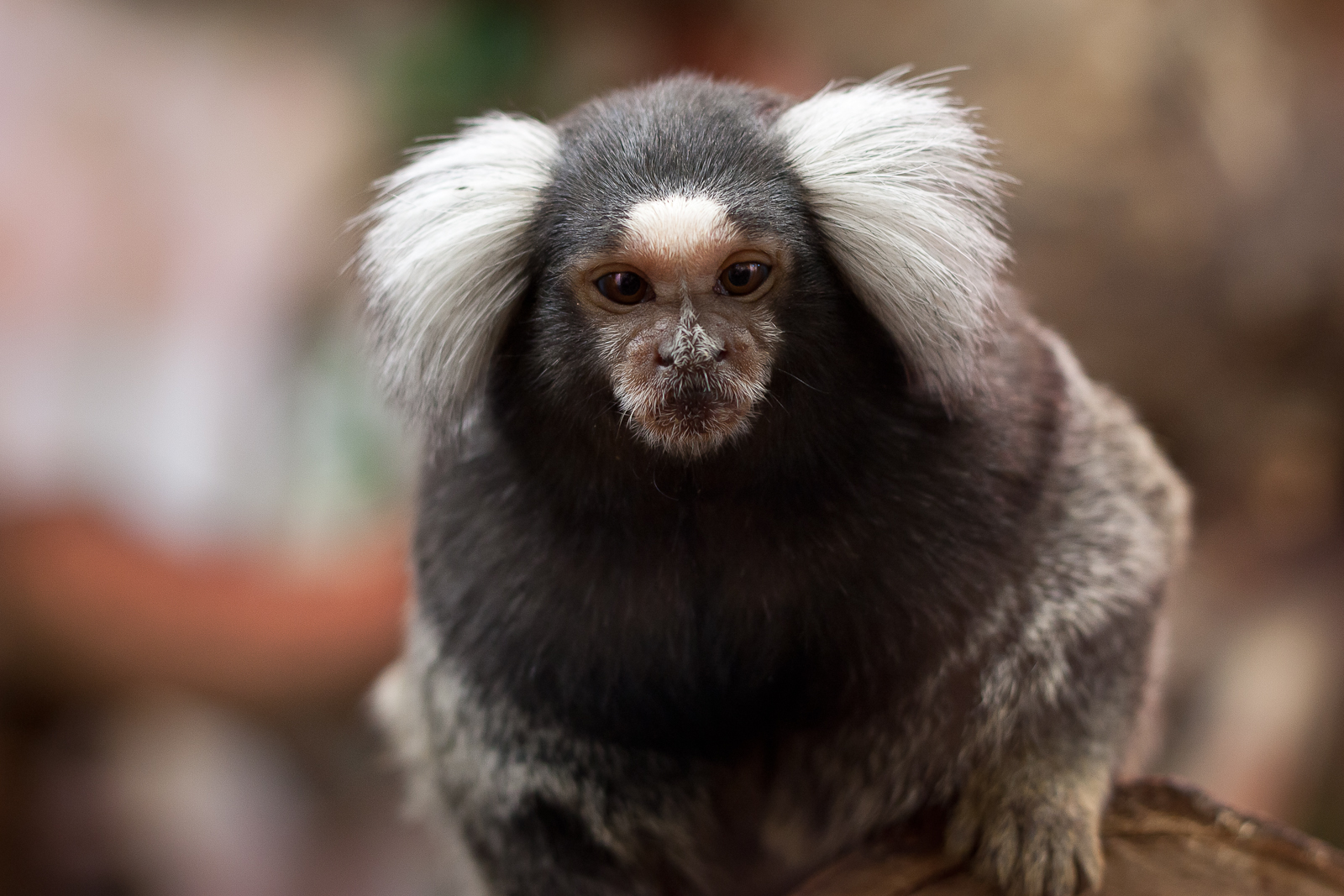 The average lifespan of a wild common marmoset is 12 years.